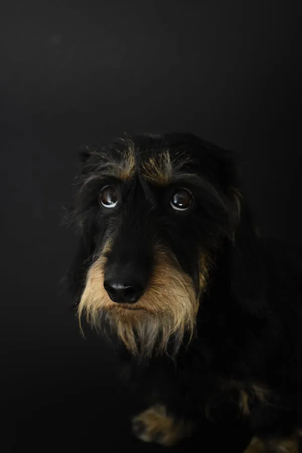 Adorable Black Puppy with Long Fur Staring Into Darkness