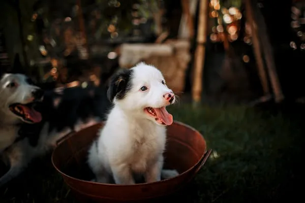 Adorable Border Collie Puppy Sitting Happily in a Bucket