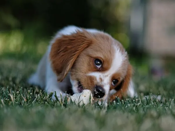 Adorable Brown and White Puppy Chewing on a Bone Image