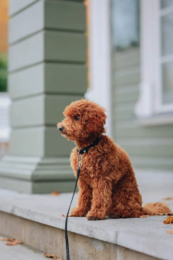 Adorable Brown Poodle Sitting Calmly Near House Steps Image