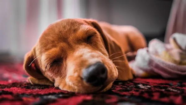Adorable Brown Puppy Sleeping Peacefully on Red Carpet