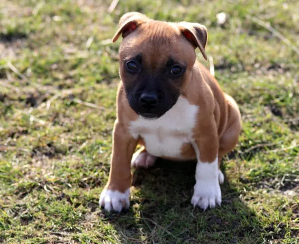 Adorable Brown Puppy Standing on Grass with Sad Eyes Image