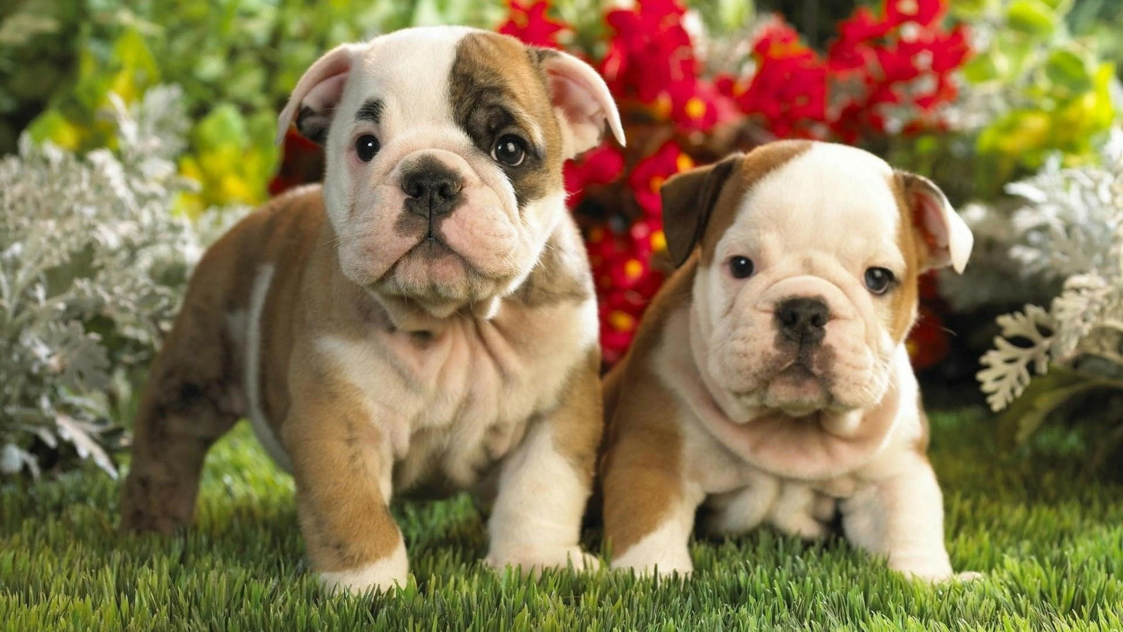 Adorable Bulldog Puppies Playing Happily in a Flower Garden