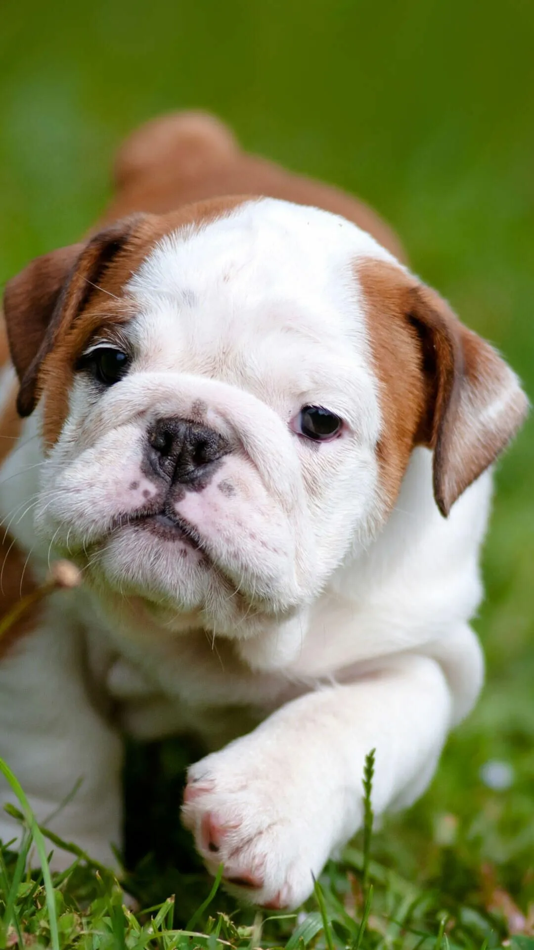 Adorable Bulldog Puppy Sitting on Grass with Curious Eyes