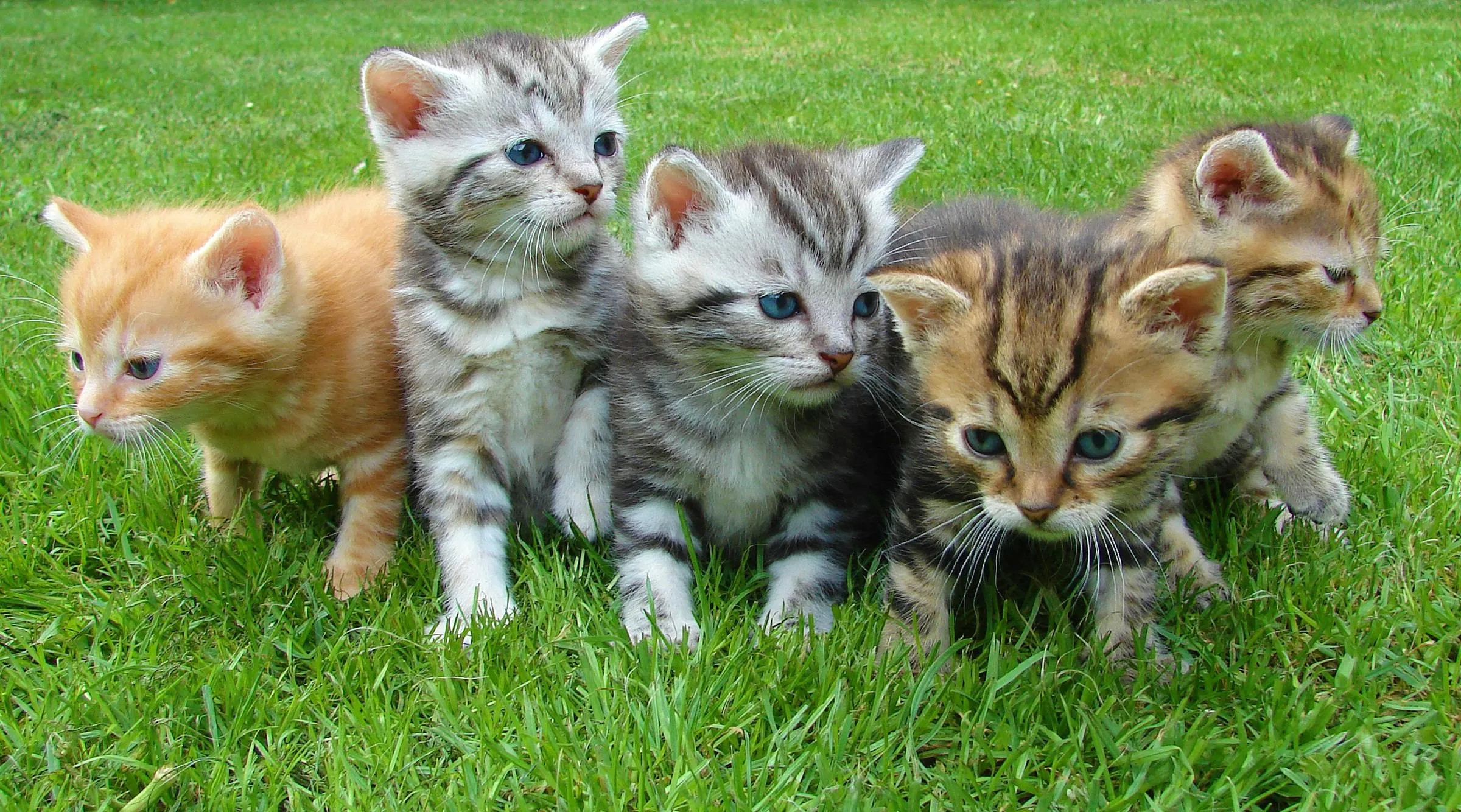 Adorable Cat Cubs Posing Together in Green Meadow wallpaper