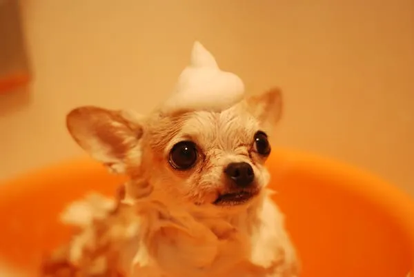 Adorable Chihuahua Puppy Covered in Soap During Bath Time