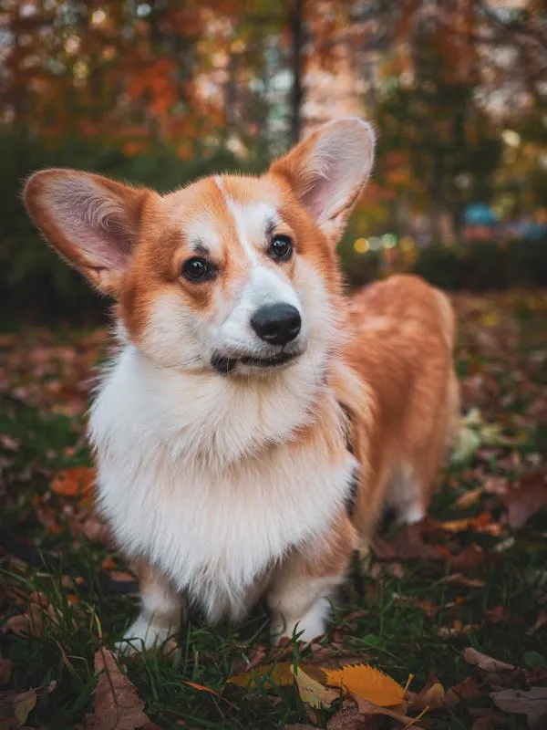 Adorable Corgi Dog Standing on Autumn Leaves Free Wallpaper