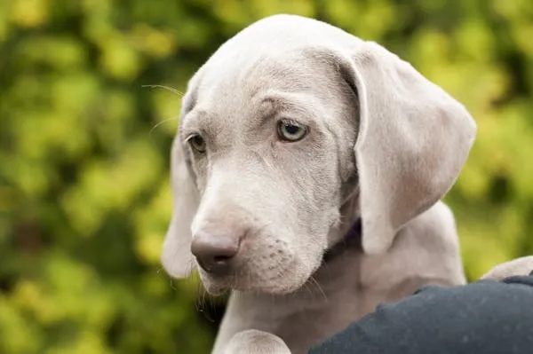 Adorable Gray Puppy with Floppy Ears Sitting in Shoulder