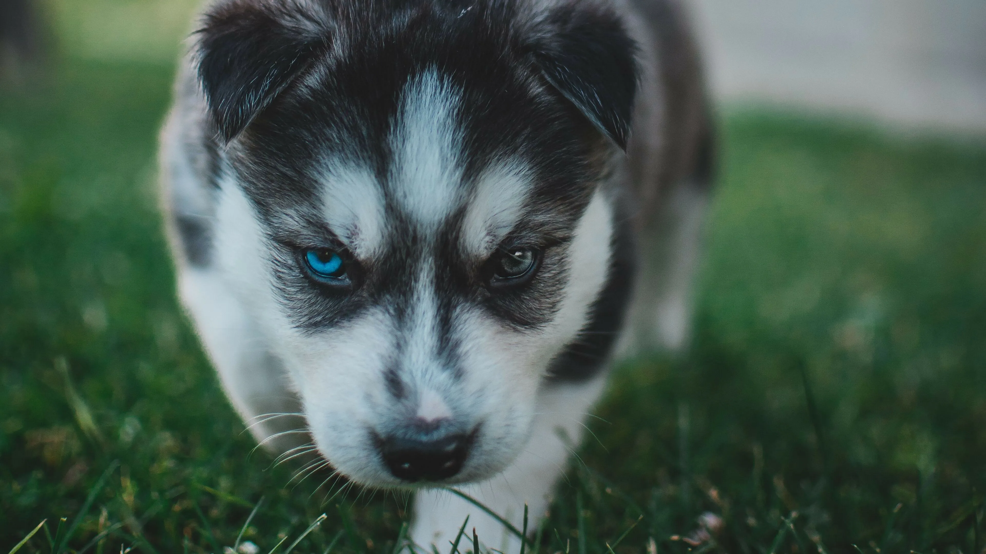Adorable Husky Puppy with Furious Blue Eyes Walking Forward