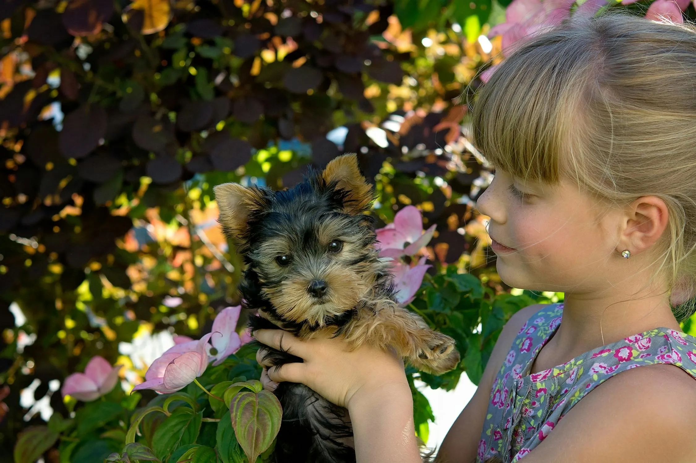 Adorable Little Girl Holding a Cute Puppy Outside in Garden
