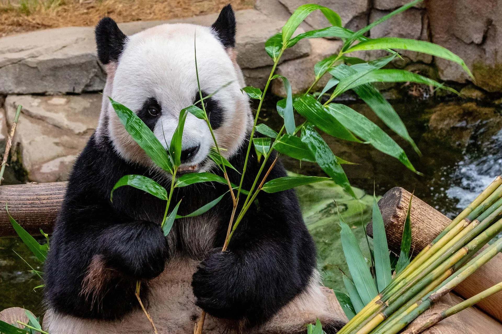Adorable panda sitting in green forest clearingWallpaper