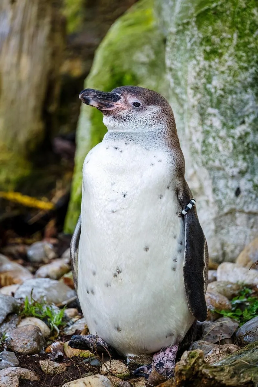 Adorable Penguin Standing on Rock by the Seashore Wallpaper