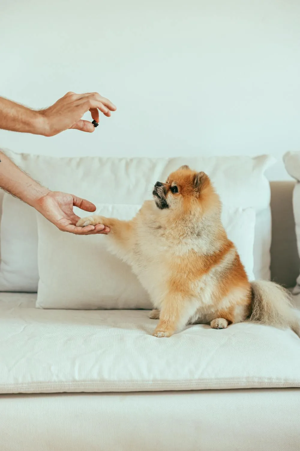 Adorable Pomeranian Dog Giving Paw For a Treat on Sofa