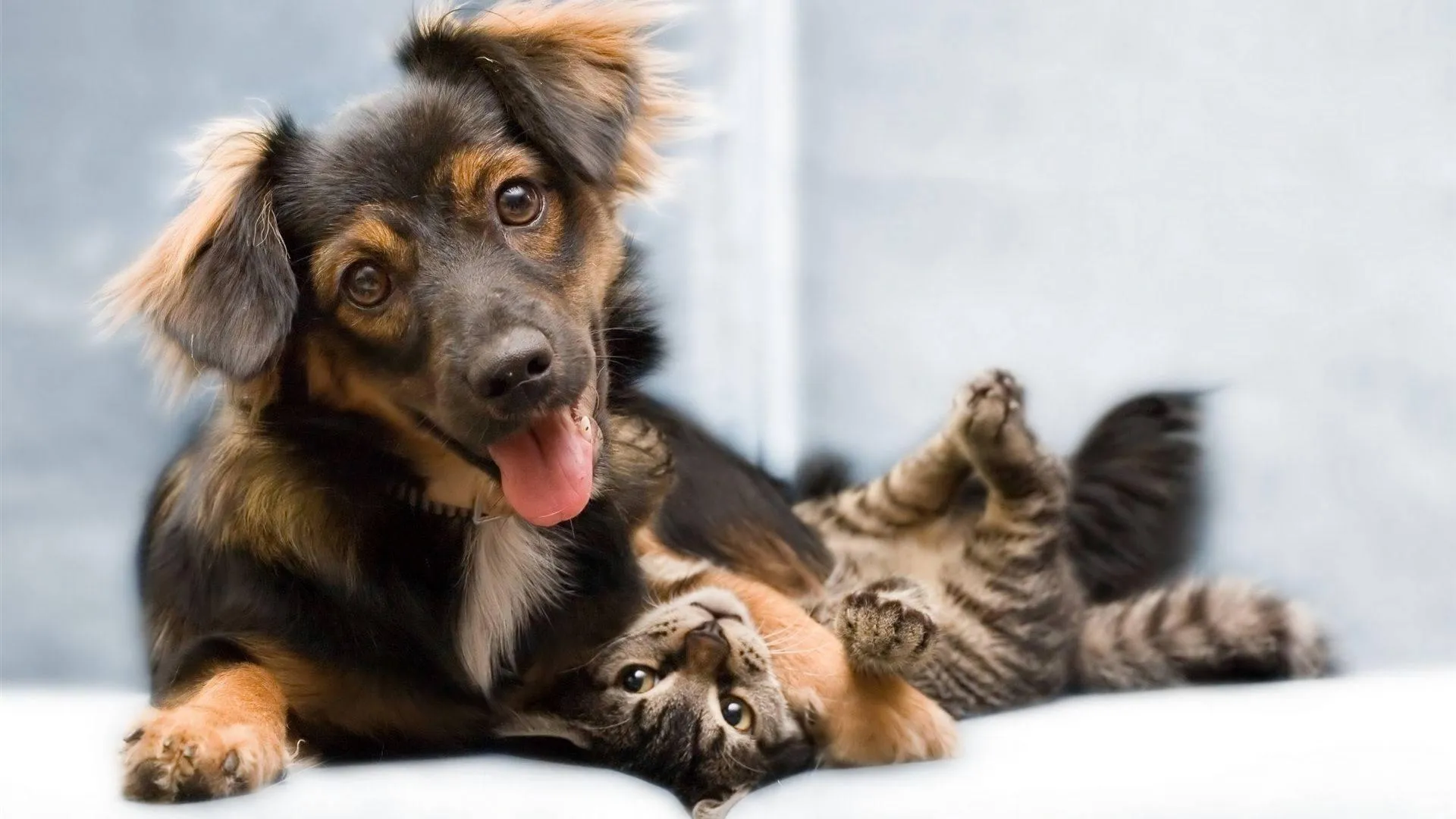 Adorable Puppy and Kitten Cuddling on Soft Light Couch