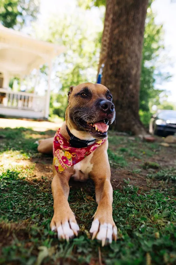 Adorable Puppy in Red Scarf Sitting on Fresh Green Grass Hd