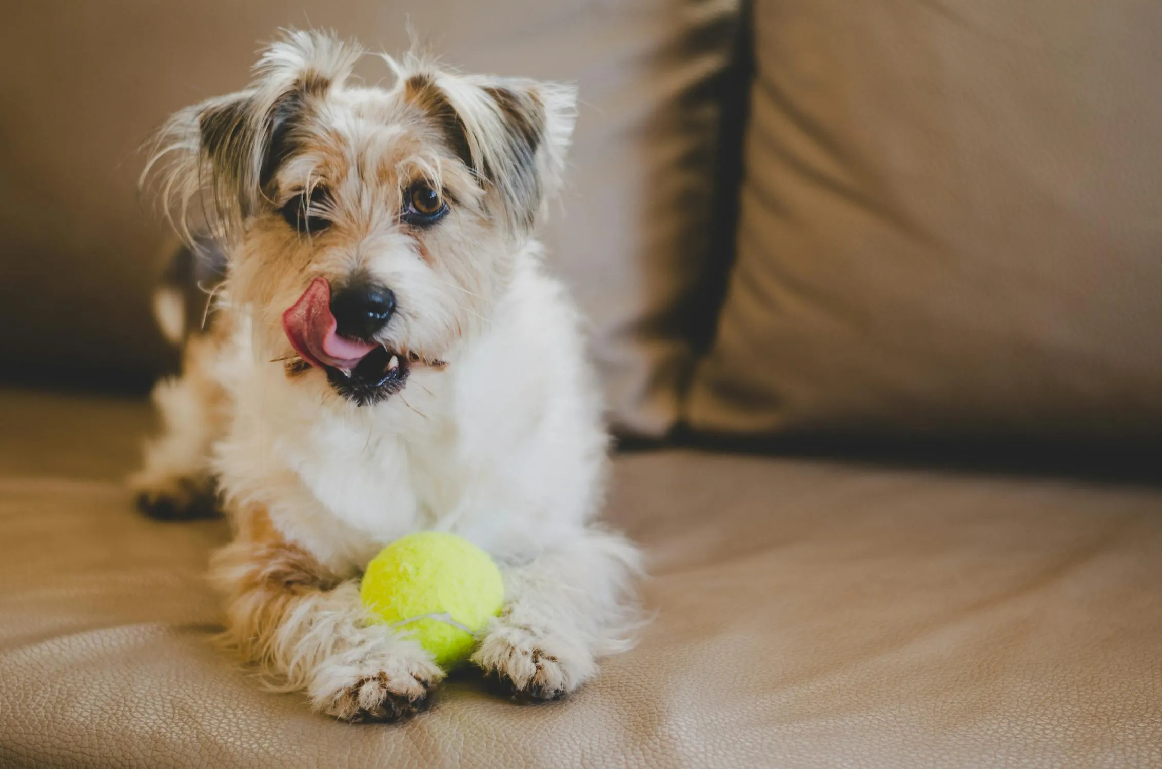 Adorable Puppy Playing with a Bright Yellow Tennis Ball