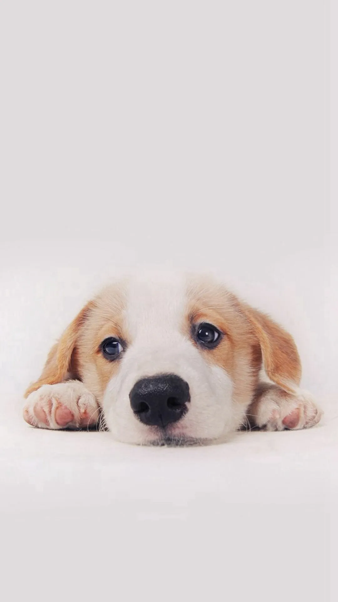 Adorable Puppy Resting with a Calm and Peaceful Look Image
