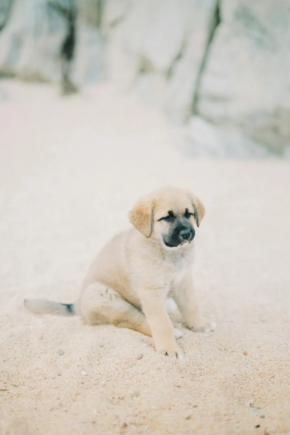 Adorable Puppy Sitting Alone on Soft Sandy Beach Shore