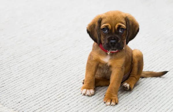 Adorable Puppy with Collar Sitting on White Carpet Wallpaper