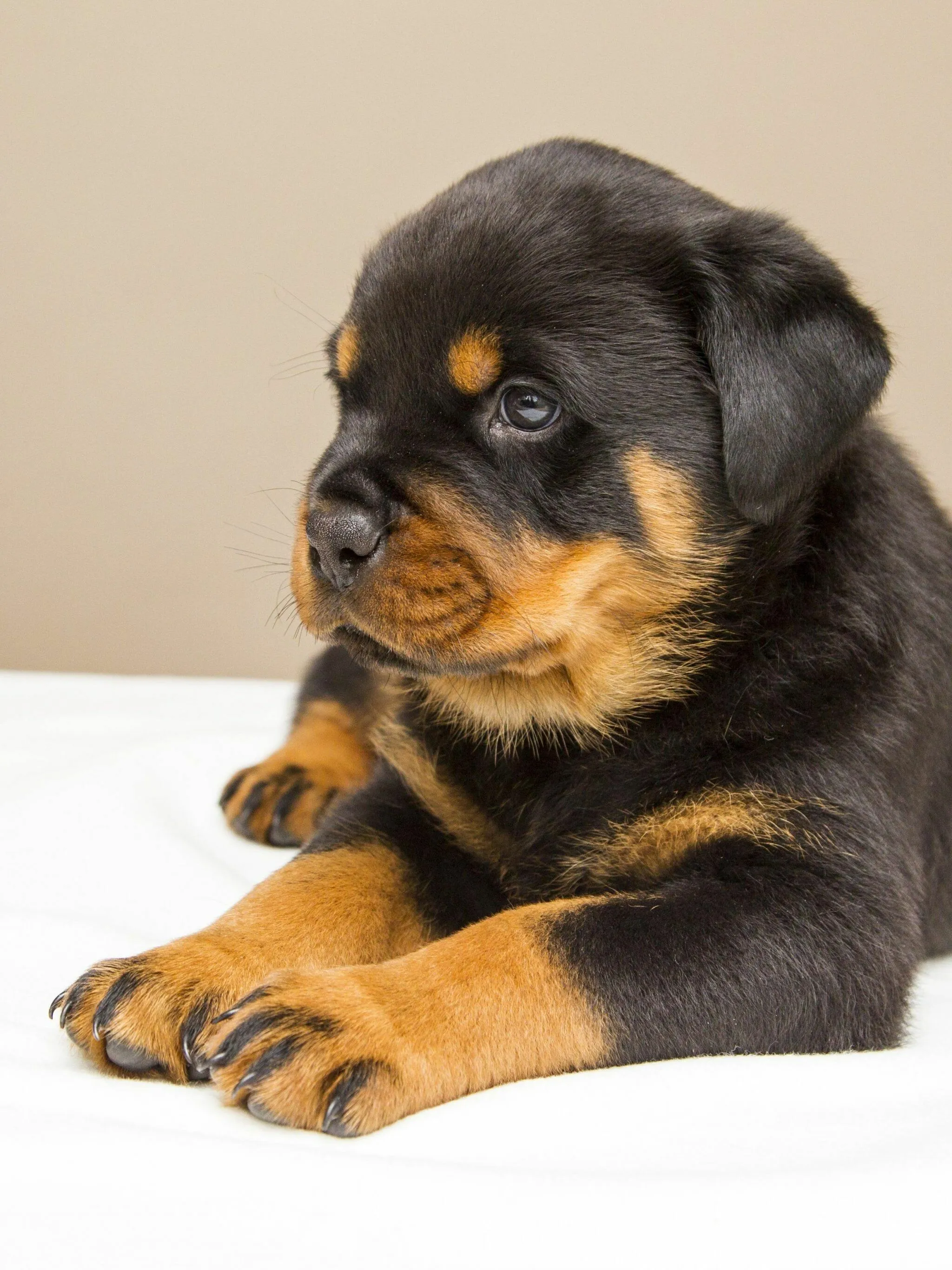 Adorable Rottweiler Puppy Relaxing Quietly on White Sheet