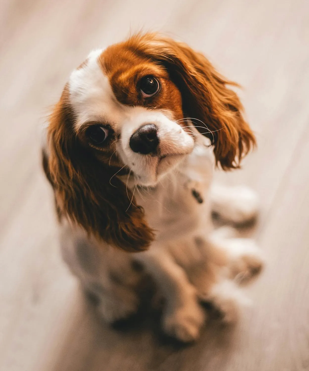Adorable Spaniel Puppy Tilting its Head with Big Brown Eyes