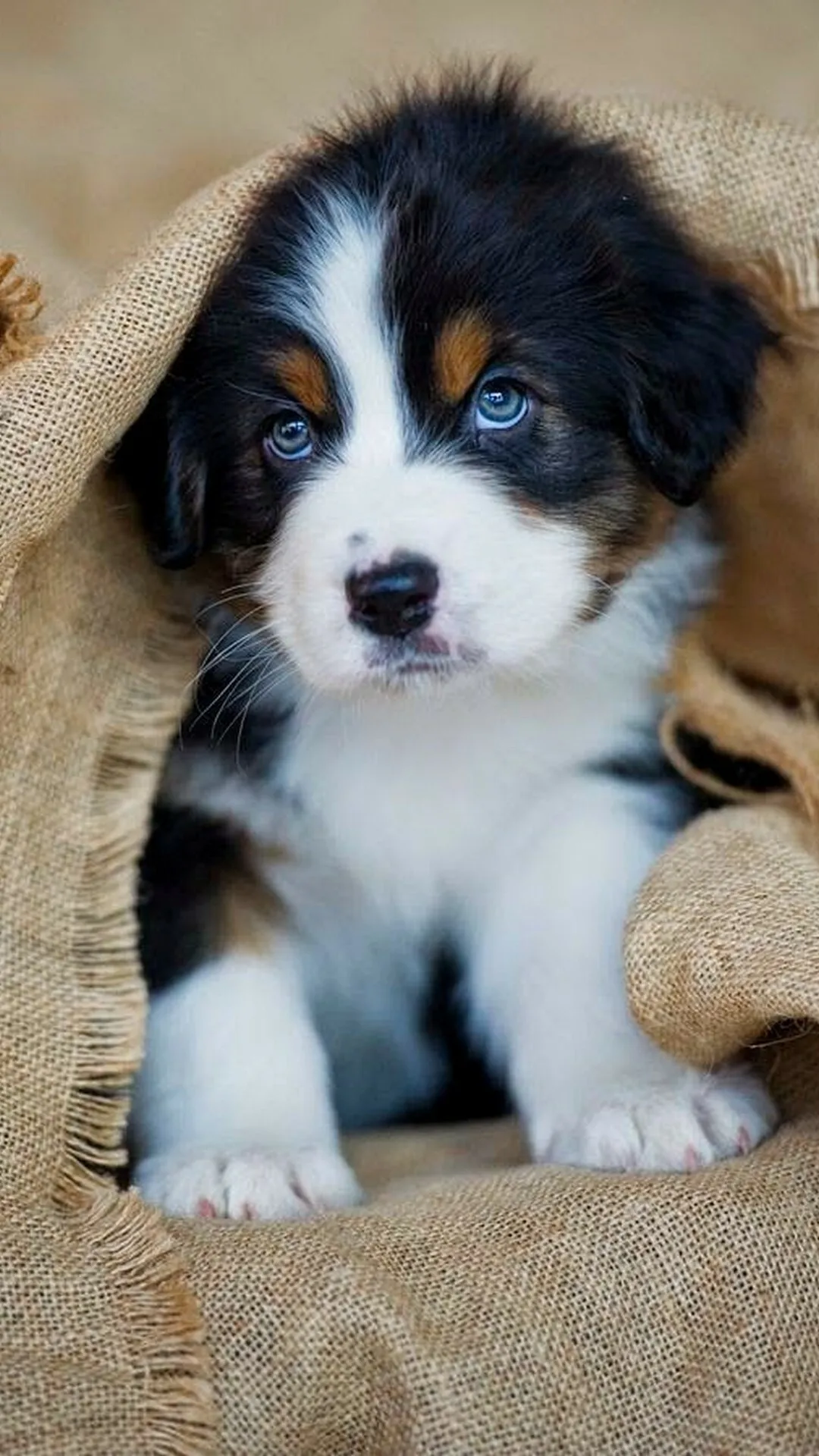 Adorable Tricolour Puppy Looking Out Of a Cozy Sack Image