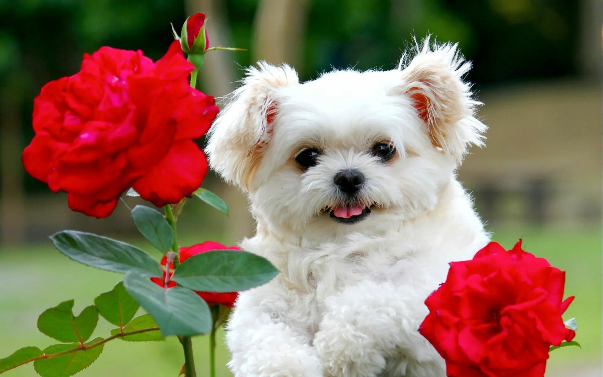 Adorable White Puppy Sitting Beside Blooming Red Roses Image