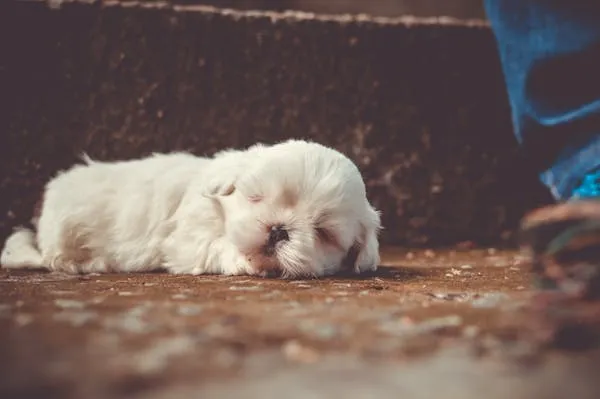Adorable White Puppy Sleeping Peacefully on the Ground Image
