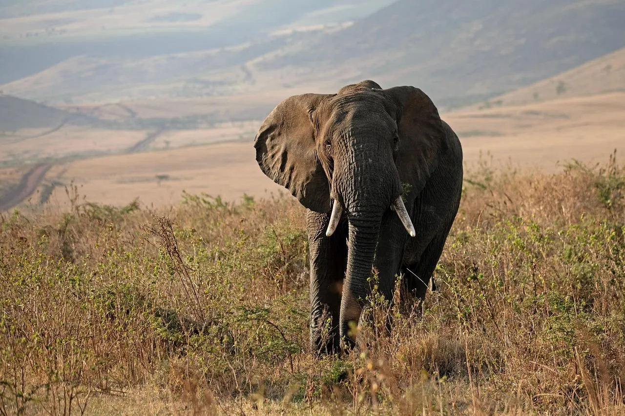 African buffalo walking through dry grassland Wallpaper