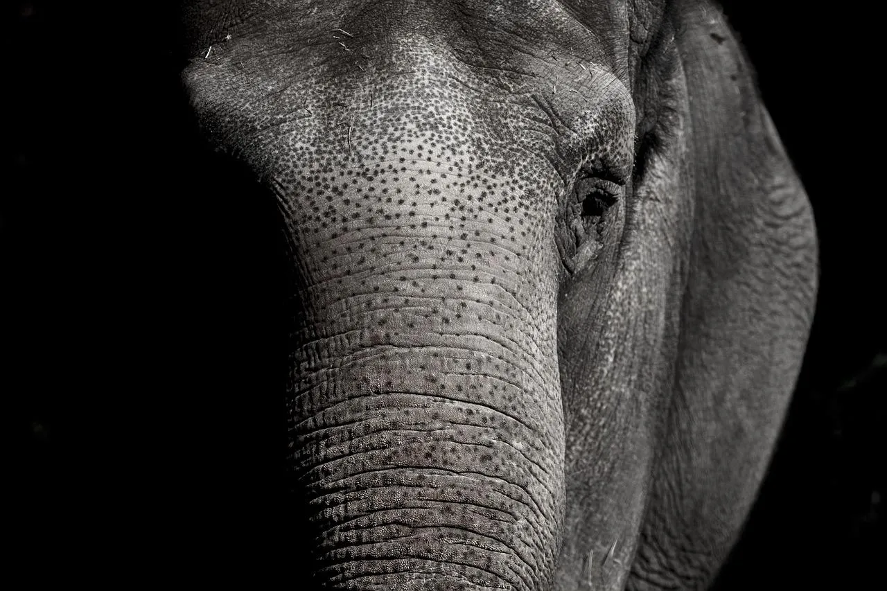 African elephant close up showing textured skin Wallpaper
