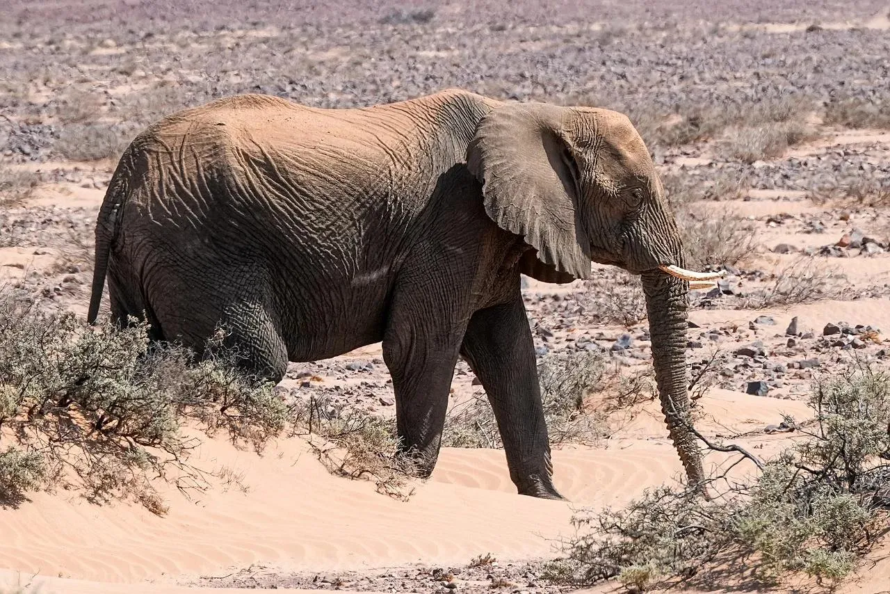African Elephants Walking Across Dry Riverbed Wallpaper
