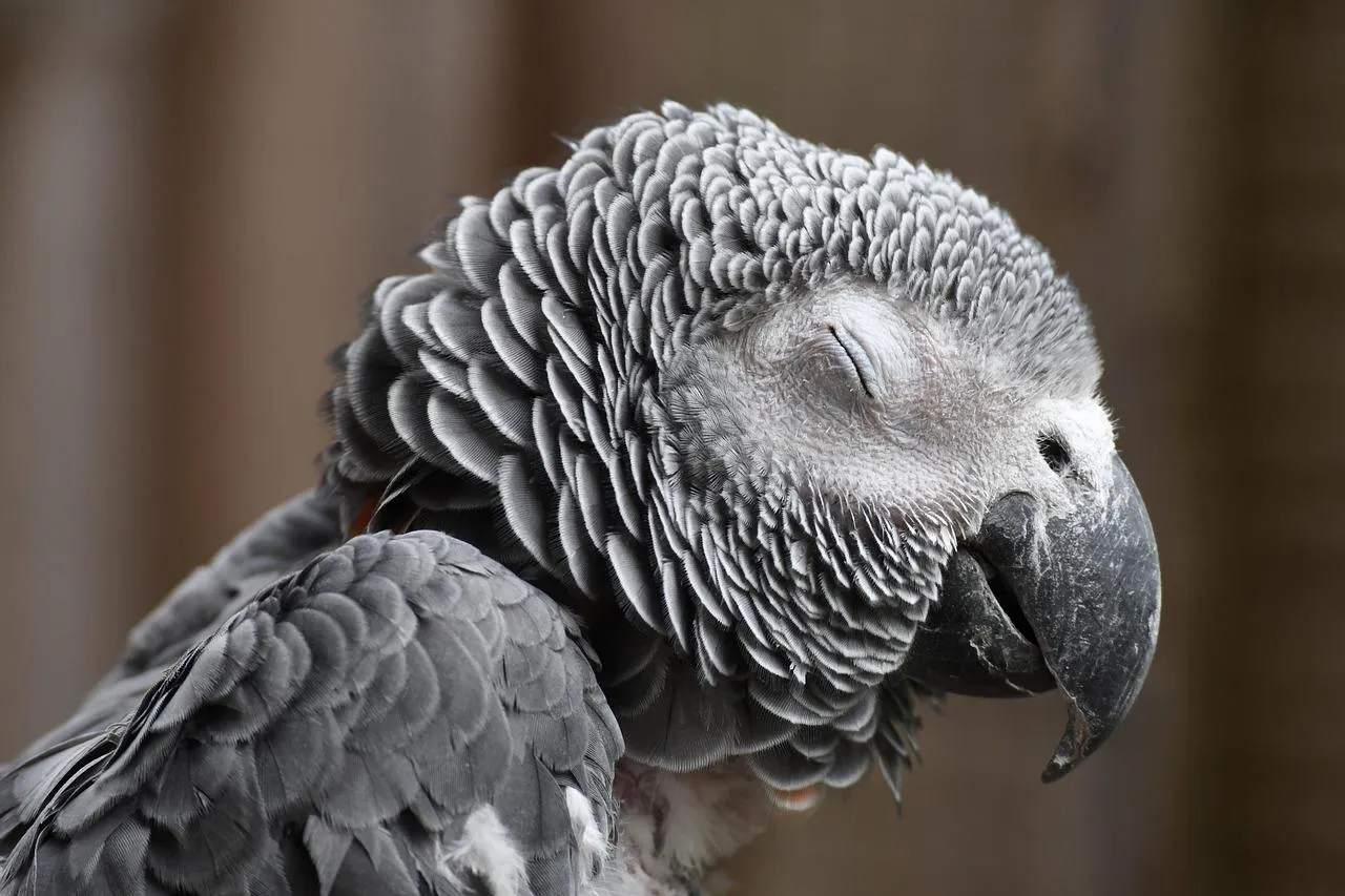 African Grey Parrot Perched With Head Turned Wallpaper