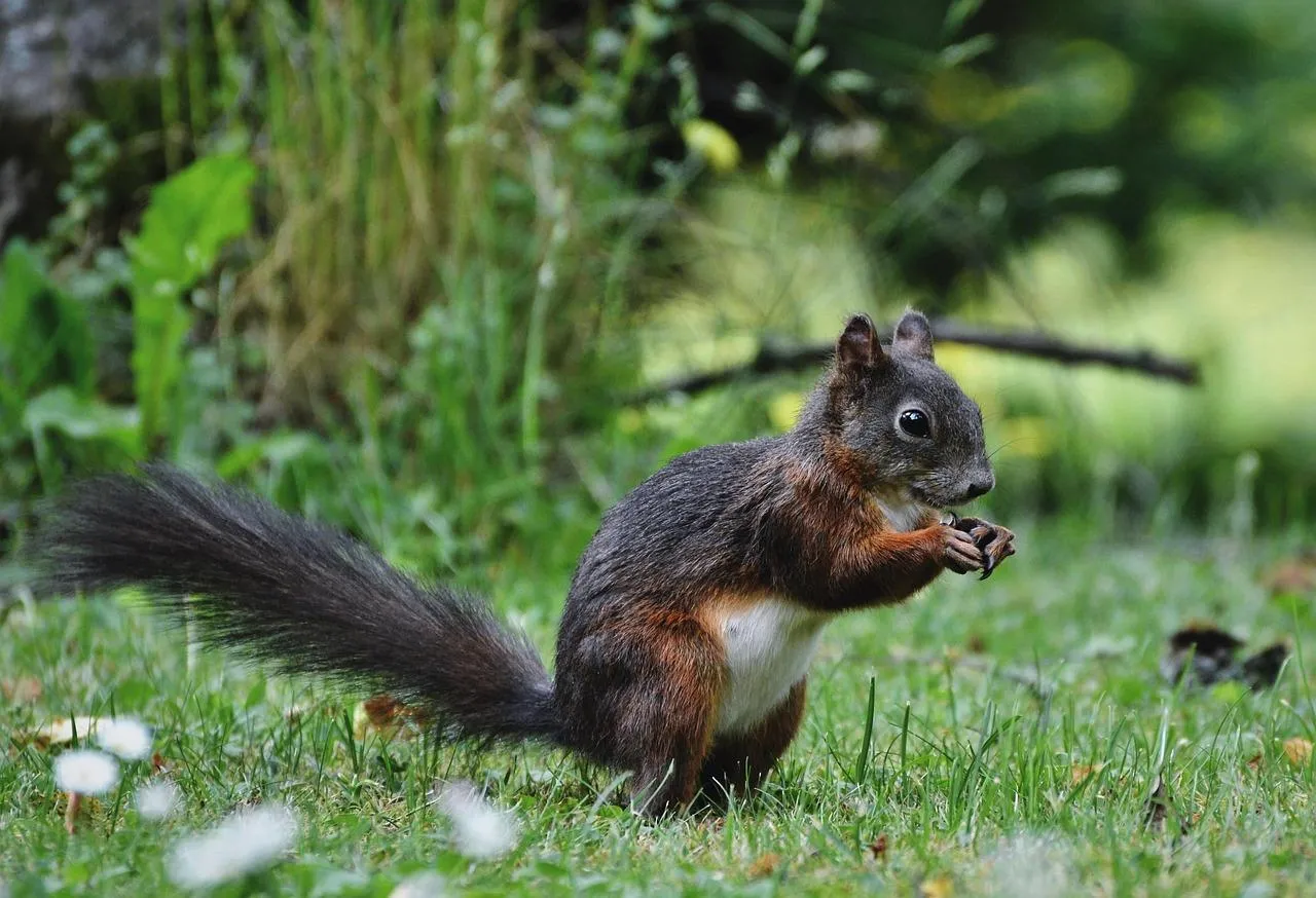 Agile Squirrel Running Through Forest Trees Wallpaper
