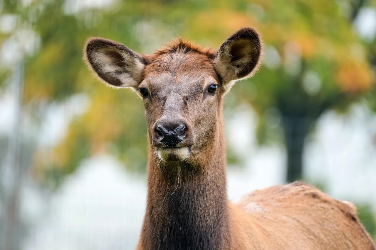 Alert Female Deer Standing in a Natural Woodland Setting