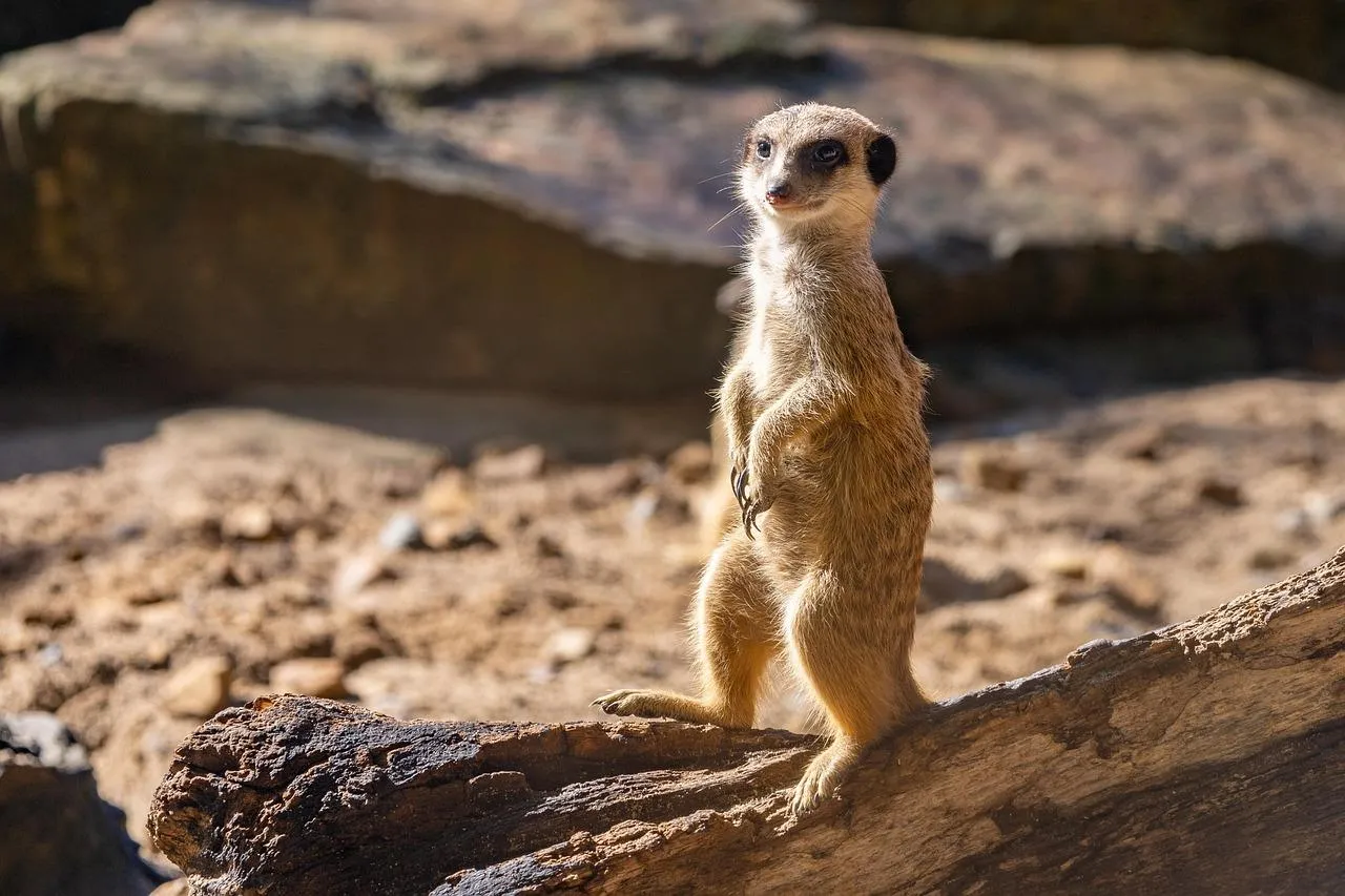 Alert Meerkat Standing Upright on Wood in Natural Habitat