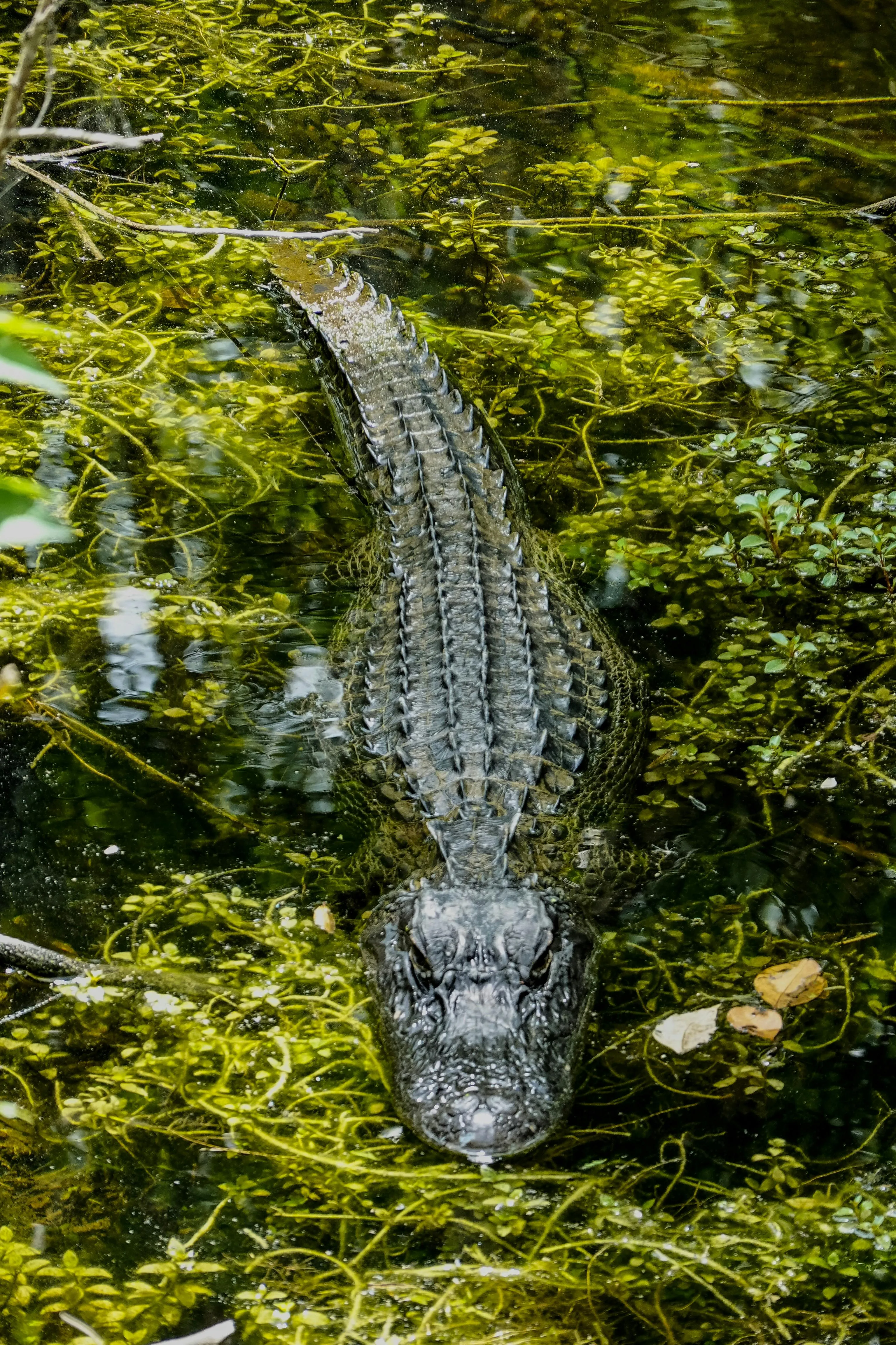 Alligator silently gliding beneath green swampy water