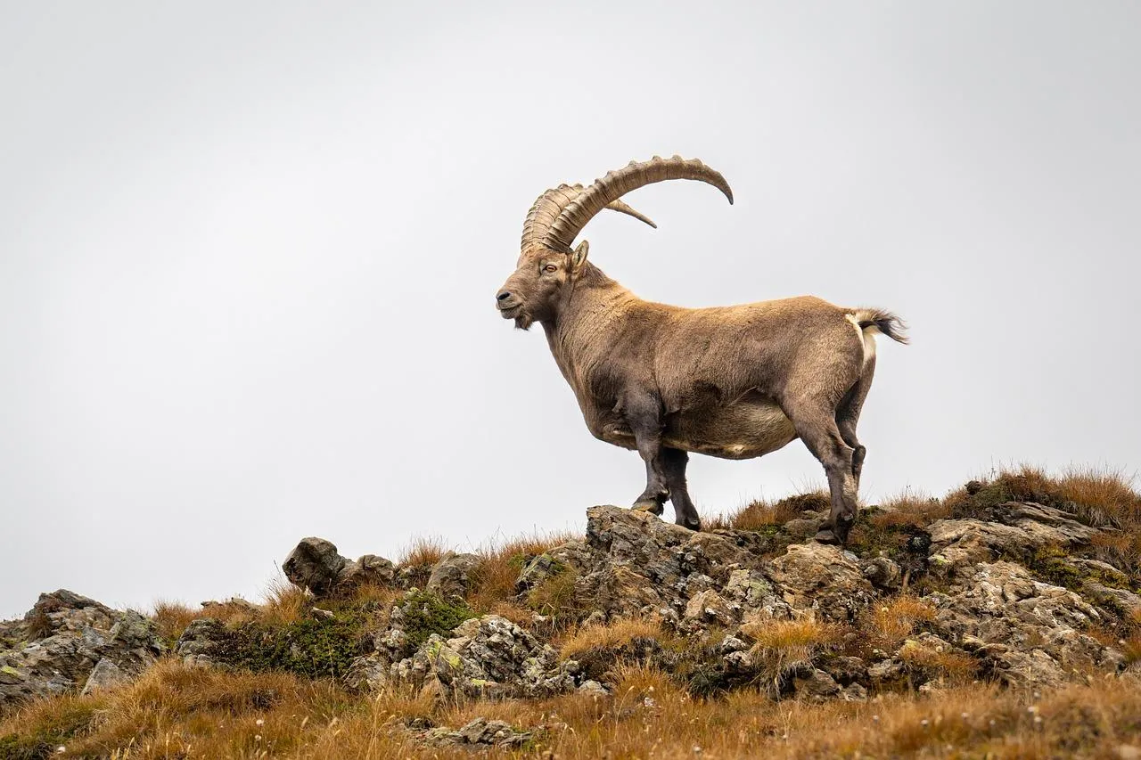 Alpine Ibex Standing on Rocky Mountain EdgeWallpaper