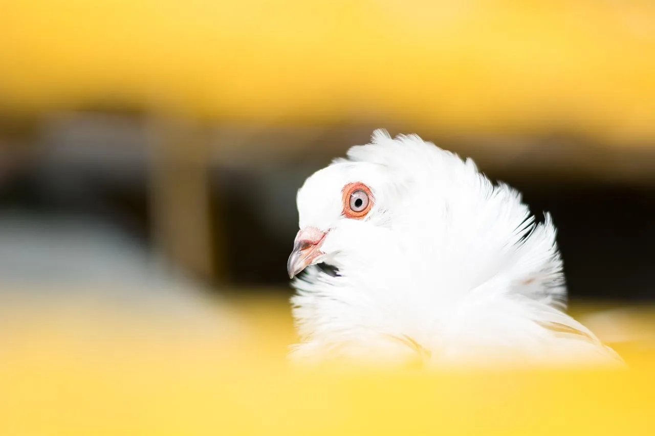 Angry White Cockatoo with Fluffy Head Feathers Wallpaper