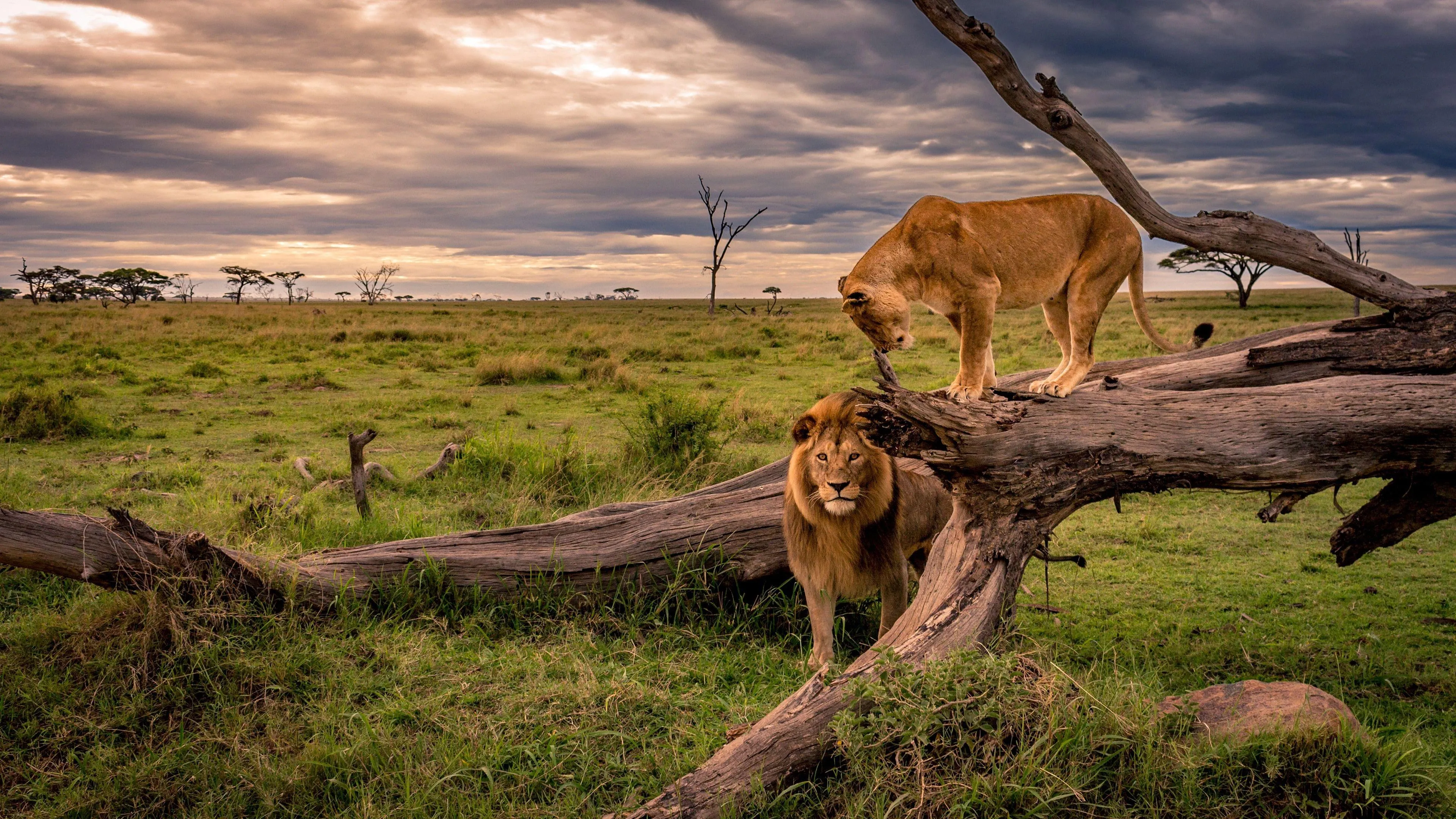 Antelope Grazing in an Open Savannah Landscape Wallpaper