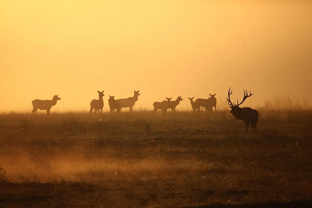 Antelope herd walking during sunset free Wallpaper