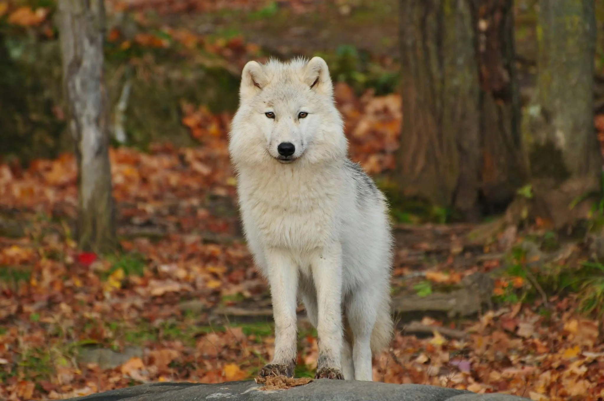 Arctic Fox Standing on Snow in Cold Winter Environment