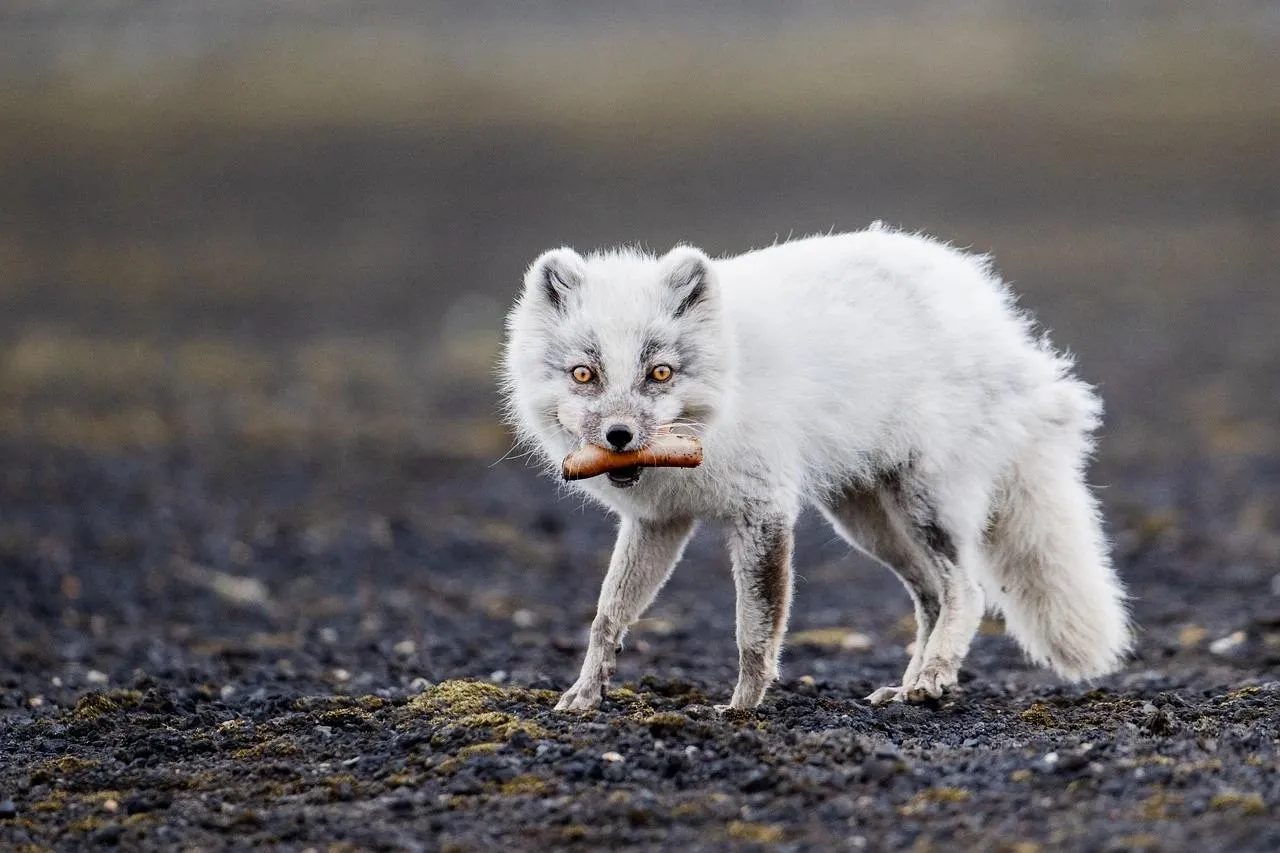 Arctic Fox with White Winter Coat Carrying a Bone in Mouth