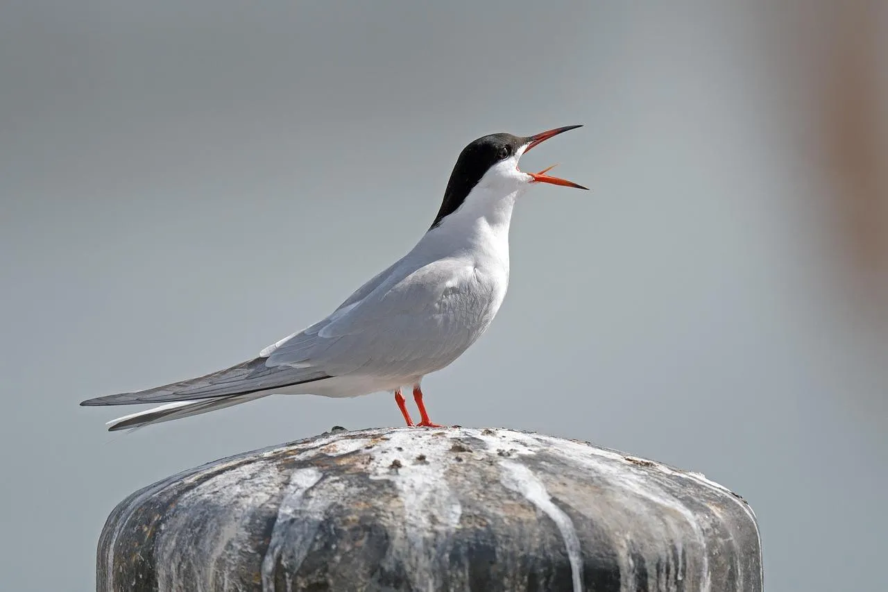 Arctic Tern Resting on a Rock Near the Ocean Surface