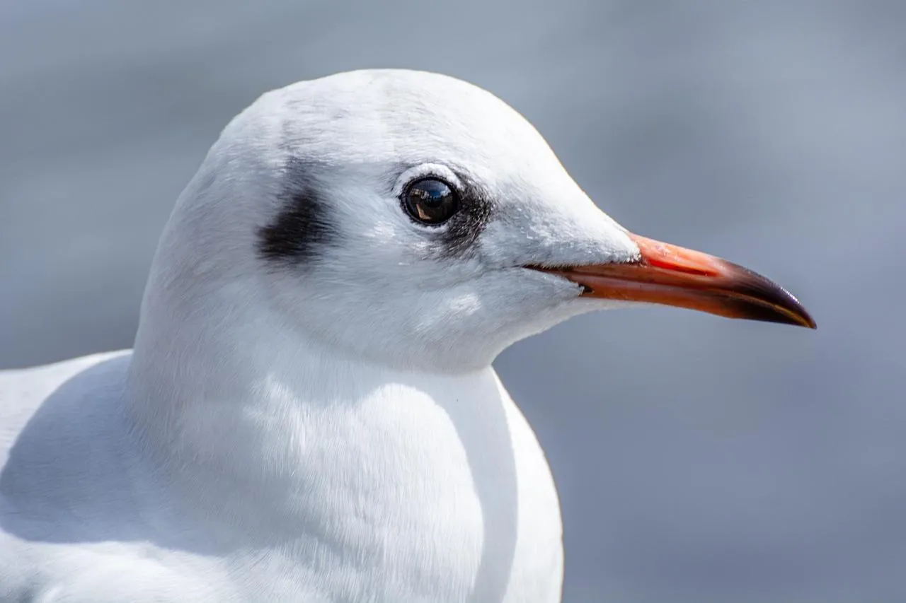 Arctic Tern with Red Beak Looking to the Left Side