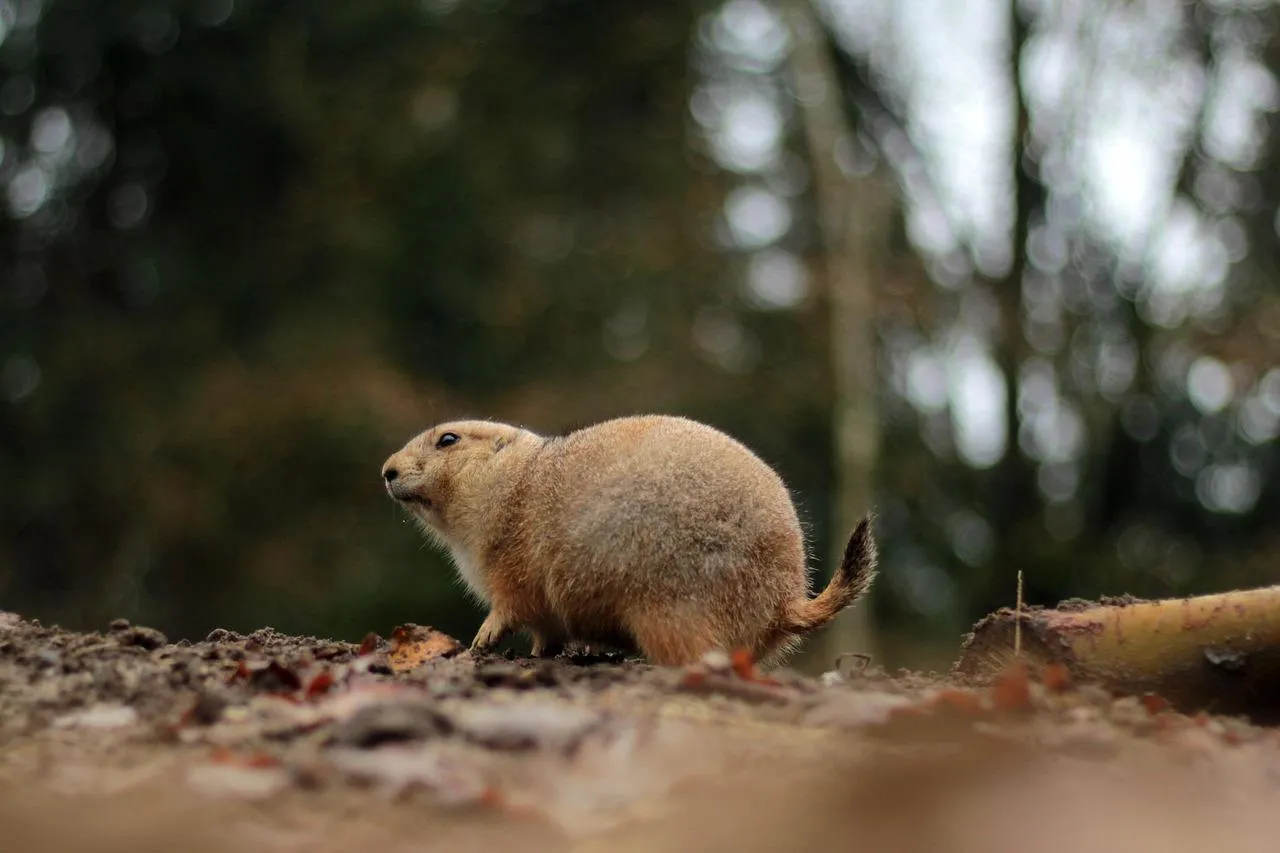 Armadillo Walking in Forest Ground free Wallpaper