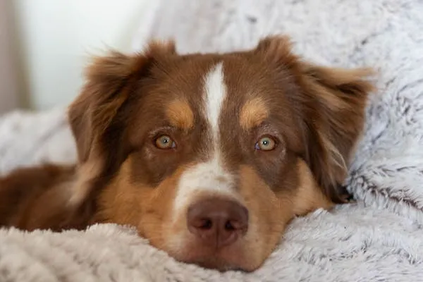 Australian Shepherd Lying on Warm White Blanket Wallpaper