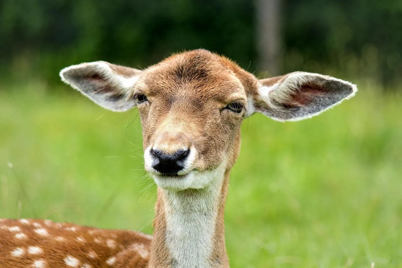 Baby deer standing on lush green grass free Wallpaper