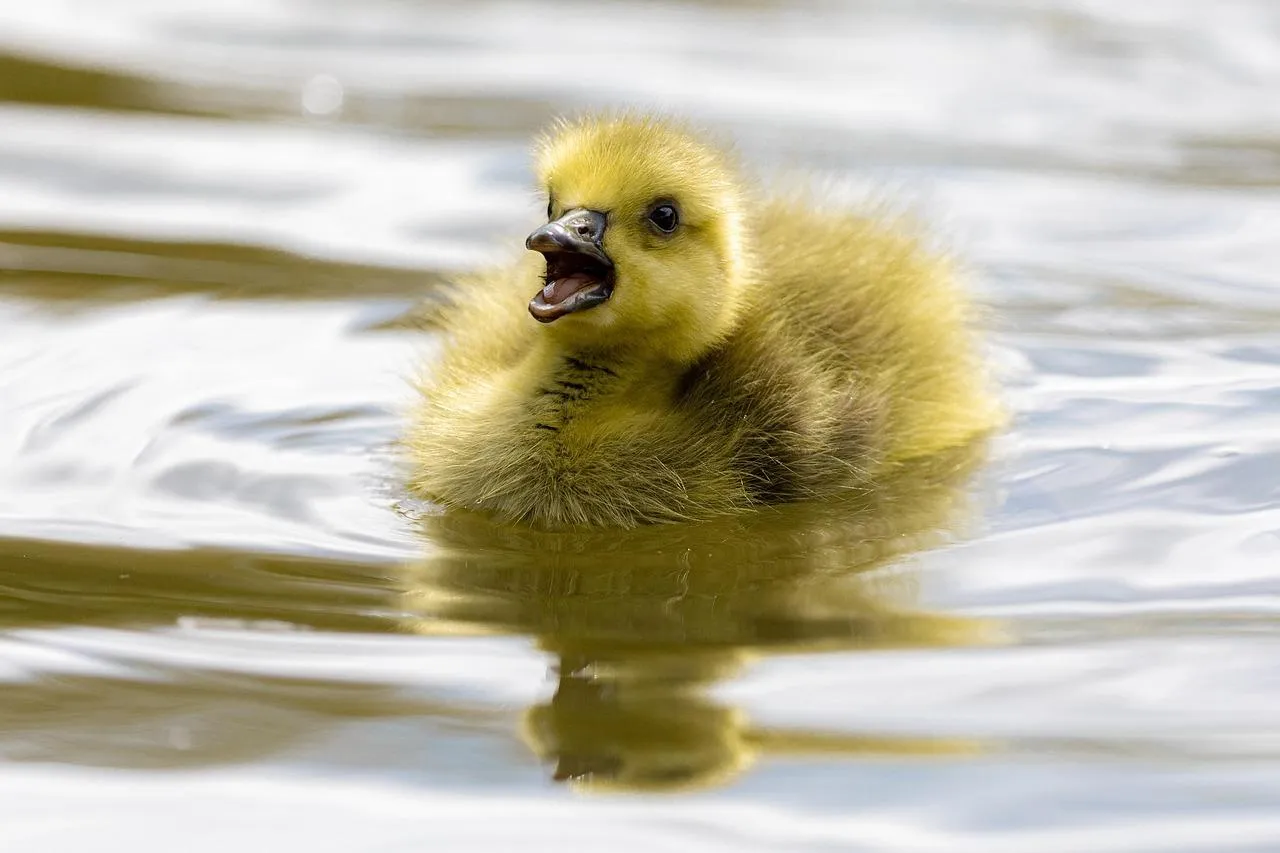 Baby Duckling Floating Peacefully on Calm Water Wallpaper