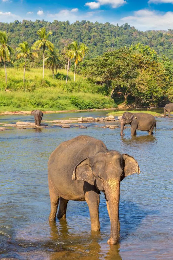 Baby Elephant Walking Near Waterhole in Wild Plains