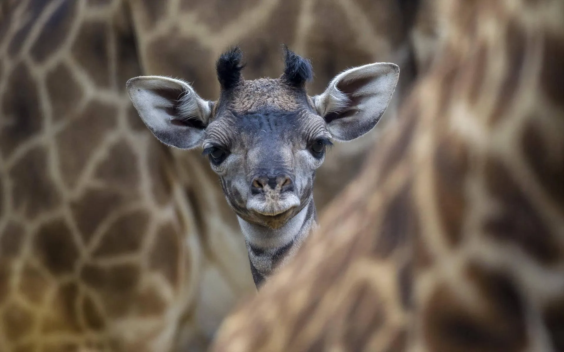 Baby giraffe peeking curiously through the herd Wallpaper